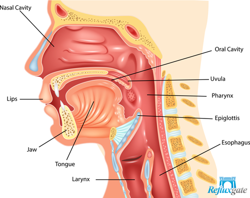 Image result for pic of esophagus